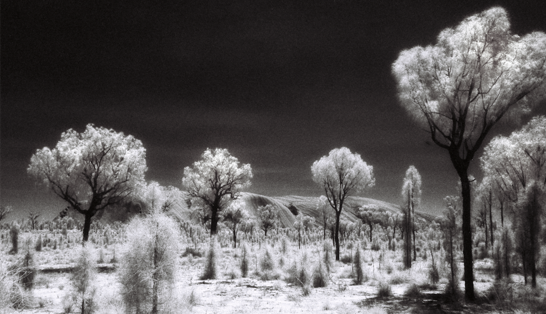 Pale trees across an open landscape