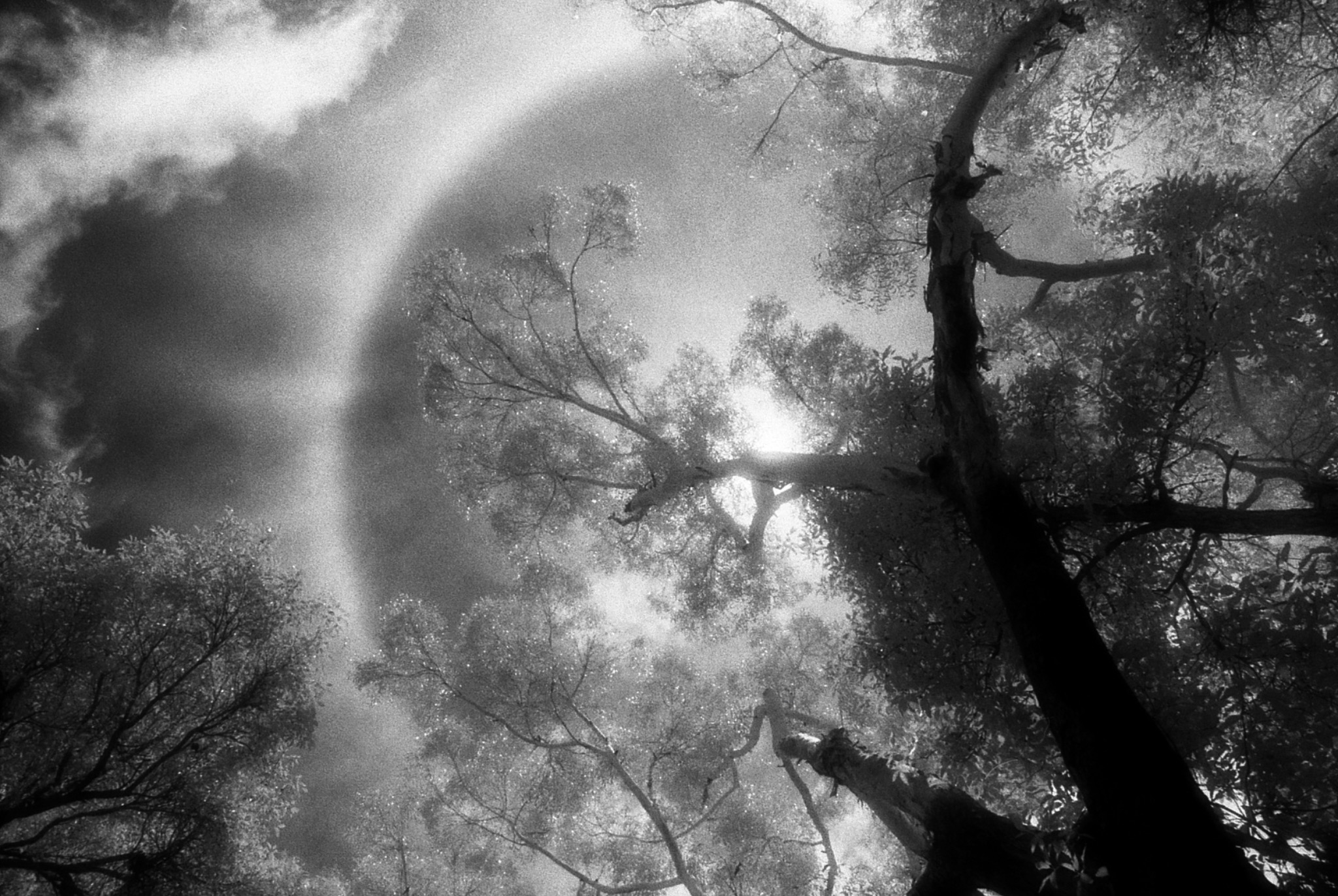 Sunlight through trees