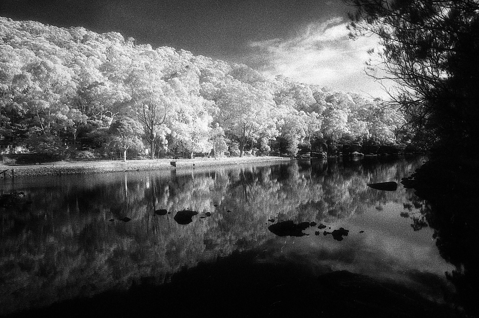 Trees reflected in water